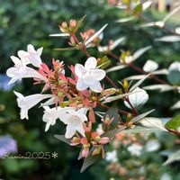 アベリア,花のある暮らし,白が好き,富山支部,おうち園芸の画像