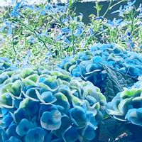 ニラ,ビワ,ブルーベリー,ほうれん草,紫陽花 マジカル レボリューションの画像