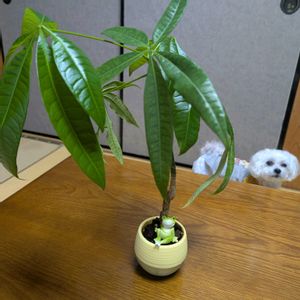 祈る震災復興,花のある暮らし,緑のある暮らし,岐阜県,みどり大好きの画像
