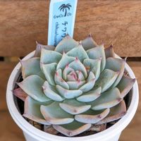エケベリア属,ベランダガーデニング,狭いベランダ,今日のお花,ベランダタニラーの画像