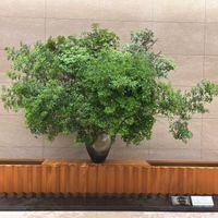 馬酔木(アセビ）,オークラ東京の画像