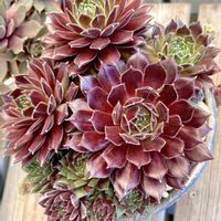 センペルビブム属,パシフィック　スプリングフロスト,多肉植物,センペルビウム属,タニラーの画像