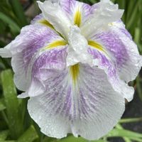 ハナショウブ,ハナショウブ,散歩道の花の画像