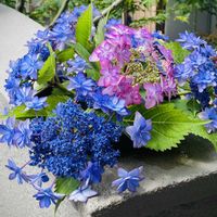 アジサイ,イキシア,紫陽花,イキシア ビリディフローラ,ひなまつりの画像