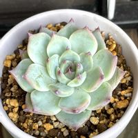 エケベリア,レッドベリー,センベルビウム,ツキトジ,多肉植物いろいろの画像