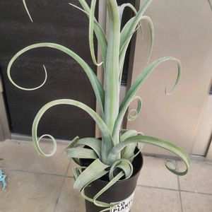 チランジア,チランジア・カーリー・スリム,多肉植物,エアプランツ,観葉植物の画像