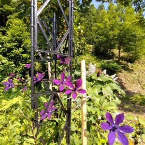 クレマチス,サボテンの花,新潟県の画像