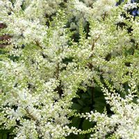 アスチルべ,アスチルべ,アスチルべ,カランコエ,カランコエの画像