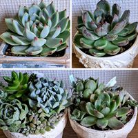 トップシータービー,アナベル,スプレンダー,トップスレンダー,松姫の画像