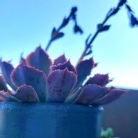 ネオンブレーカーズ,多肉植物,多肉花芽,多肉植物のある暮らし,今日のお花の画像