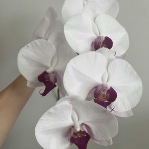 胡蝶蘭,水栽培の画像