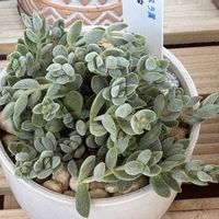 レモータ,多肉植物,植え替え,クラッスラ,ベランダの画像