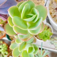 エーデルワイス,ローラ,ピーチプリデ,エケベリア キャミソール,多肉植物の画像