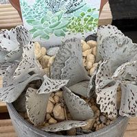 カランコエ,多肉植物,植え替え,ベランダの画像