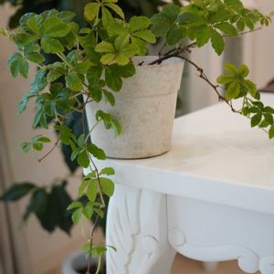 シュガーバイン,コーヒーの木,観葉植物,植木鉢,アカネ科の画像