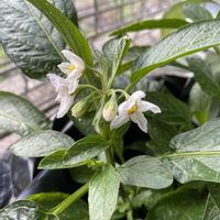 ペピーノ,ペピーノ　ゴールドNo.1,キロスキスタ ミカワ スパイダーの画像