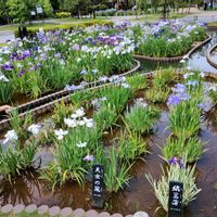 アイリス,菖蒲,白い花,夏の花,庭園の画像
