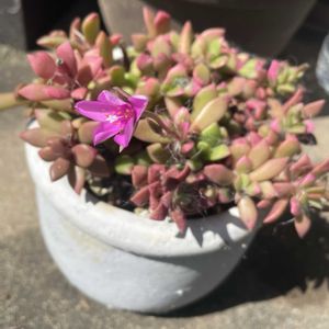 桜吹雪,多肉植物,多肉大好き,多肉ちゃん,多肉の花の画像