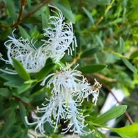 メラレウカ,メラレウカ コットンキャンディ,感謝,花のある暮らし,いつまでもの画像