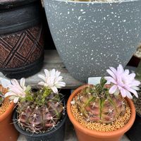 サボテン,お花,ピンクの花,トゲトゲ,玄関アプローチの画像