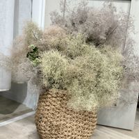 サボテン,スモークツリー,ドライフラワー,みどりのある暮らし,おうち時間の画像