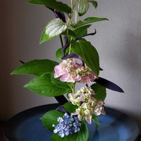 生け花,花のある暮らし,植物のある暮らし,水盤,自由花の画像