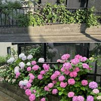 アジサイ,アジサイ,紫陽花,紫陽花,紫陽花 アジサイ あじさいの画像
