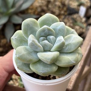 アイスグリーン,多肉植物,成長記録,タニラー,多肉男子の画像