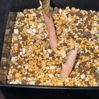 コンニャク,コンニャク,アモルフォファルス パルブルス,観葉植物,サトイモ 科の画像