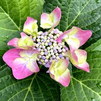 紫陽花,紫陽花,挿し木から成長,庭の画像