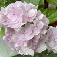 紫陽花,紫陽花,挿し木から成長,庭の画像