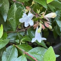 アベリア,鉢植え,白い花,花のある暮らし,つやつやの葉っぱの画像