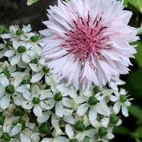 ヤグルマギク,ROKKO森の音ミュージアムの画像