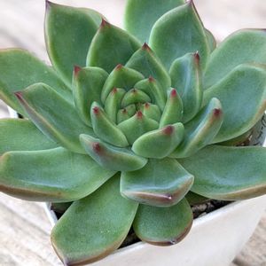 黒爪ザラゴーサ,ピーチブロッサム,メタポ,多肉植物,エケベリア属の画像