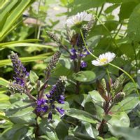 クレマチス,サルビア,サルビア,ベロニカ,ヒレハリソウの画像