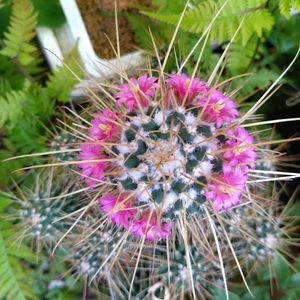 サボテン,サボテン,サボテンの花,花のある暮らしの画像