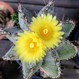 サボテン,サボテン,アストロフィツム 般若,サボテンの花,花のある暮らしの画像