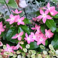 ニチニチソウ,ニチニチソウ さくらんぼチーク,ピンクの花,植物のある暮らし,花と緑のある暮らしの画像