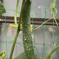 キュウリ,美味しい,自家製野菜,プランター栽培,毎年の楽しみの画像