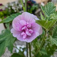 マルバ・パークロンデル,ディアスシア　ピーチーピーチフィズ,鉢植え,明るい日陰,プランターの画像