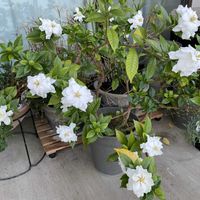 クチナシ　八重咲き,くちなし,紫陽花　あじさい　アジサイ,ベランダガーデニング,花のある暮らしの画像