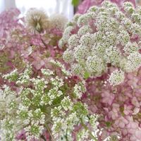 レースフラワー,癒し,花のある暮らし,ありがとう♡,お花大好き♡の画像