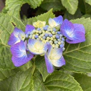 紫陽花,紫陽花,挿し木から成長,庭の画像