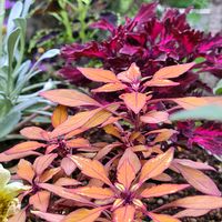 コリウス,コリウス　ブロンドガール,地植え,植物のある暮らし,花と緑のある暮らしの画像