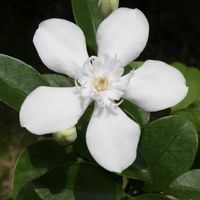 セイロンライティア,花のある暮らし,白色の花,白い水曜日♡の画像