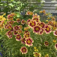 コレオプシス ソランナ,冬越し成功,花のある暮らし,庭の宿根草の画像