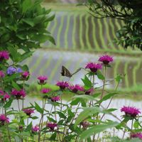 アジサイ,サザンカ,アメジストセージ,タイマツバナ,タイマツバナ（松明花）の画像