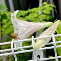 ユリ,癒し,涼しげ,雨の日,水滴の画像