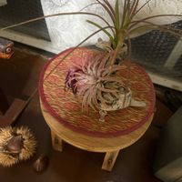 チランジアの画像