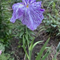 七福神,花菖蒲,花菖蒲,花菖蒲　七福神,花菖蒲　七福神の画像